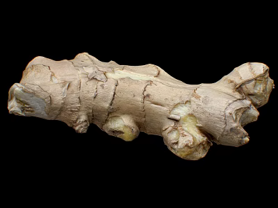 Fresh Raw Ginger Root Natural Organic Vegetable With Rough Skin Texture 3d model