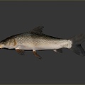 Catfish Carp Sturgeon Bass Freshwater Fish Various Carp Grass Carp Crucian Carp 3d model