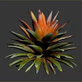 Vibrant Tropical Plant With Red And Green Rosette Leaves