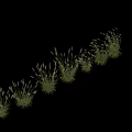 Phalaris Arundinacea Reed Canary Grass Clumps With Green Foliage And Feathery Flower Plumes