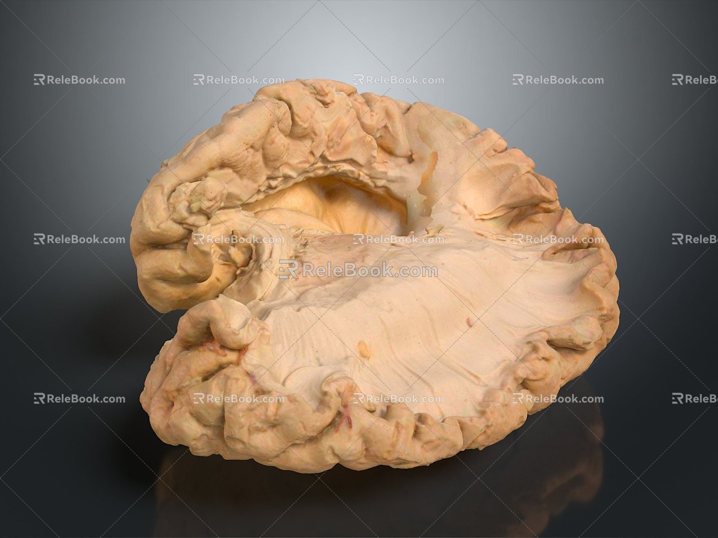 Modern brain Human brain Human brain Brain structure Head structure 3d model