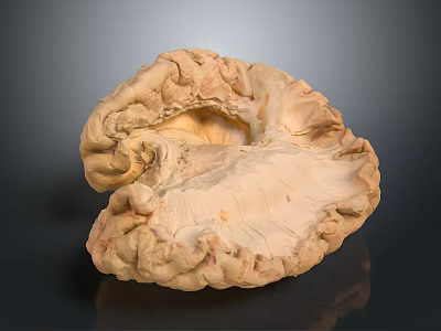 High Quality Human Brain Anatomy Model With Detailed Structure For Medical Training Device 3d model