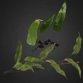 Lush Natural Fern Plant With Green And Brown Leaves And Exposed Roots