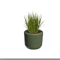 Two Green Potted Plants with Long Grass Like Foliage in Modern Round Planters