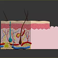 Human Head Scalp Skin Anatomical Structure With Layers Hair Follicles And Blood Vessels