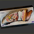 Detailed Human Ear Anatomical Model Showing Internal Structures And Colored Educational Components