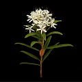 Blooming Lush Plant with White Flowers and Fresh Green Leaves