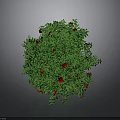 Decorative Green Round Plant With Lush Leaves And Bright Red Flowers