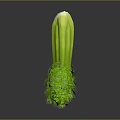 Modern celery celery vegetables fruits vegetables 3d model