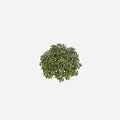 Lush Green Shrub With Dense Foliage And Vibrant Leaves In Round Shape