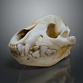 Medical Device Anatomical Skull Model Featuring Detailed Bone Structure And Teeth 3d model