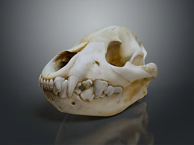 Medical Device Anatomical Skull Model Featuring Detailed Bone Structure And Teeth 3d model