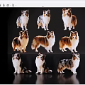 Collie Dogs In Various Poses Standing And Sitting On Black Reflective Background