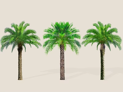 Three Palm Trees With Green Fronds And Textured Trunks For Landscaping 3d model