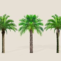 Three Palm Trees With Green Fronds And Textured Trunks For Landscaping