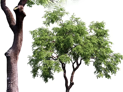 Lush Green Arbor With Thick Trunk And Dense Foliage In Natural Environment 3d model