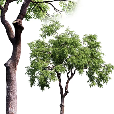 Lush Green Arbor With Thick Trunk And Dense Foliage In Natural Environment 3d model