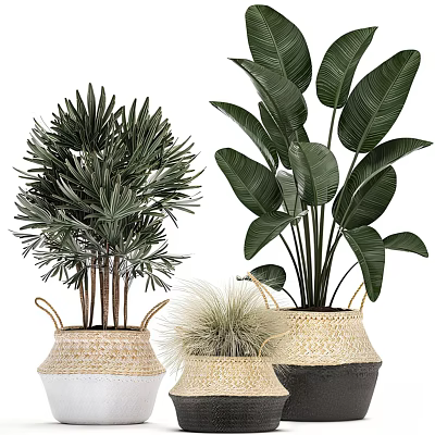 Bonsai Potted Green Plants Various Types Arranged in Woven Baskets 3d model