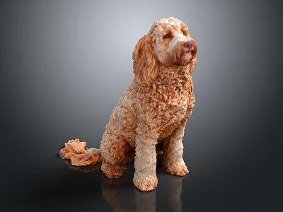 Brown Curly Haired Dog Sitting On Dark Background With Shiny Floor 3d model