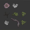 Various Colorful Decorative Plants With Pink White Green Blooms And Curved Branches