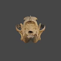 Realistic Animal Skull Side View With Sharp Canine Teeth And Bone Texture