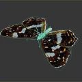 Vibrant Brown And White Butterfly With Blue Spots On Wings 3d model