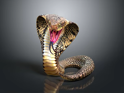 Hooded Cobra With Raised Head And Colorful Scales On Dark Background Reflection 3d model