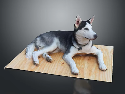 Black and white husky dog lying relaxed on wooden board with collar in studio 3d model