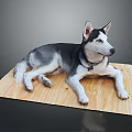 Black and white husky dog lying relaxed on wooden board with collar in studio