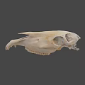 Beige Animal Skull With Detailed Bone Structure Isolated On Black Background 3d model
