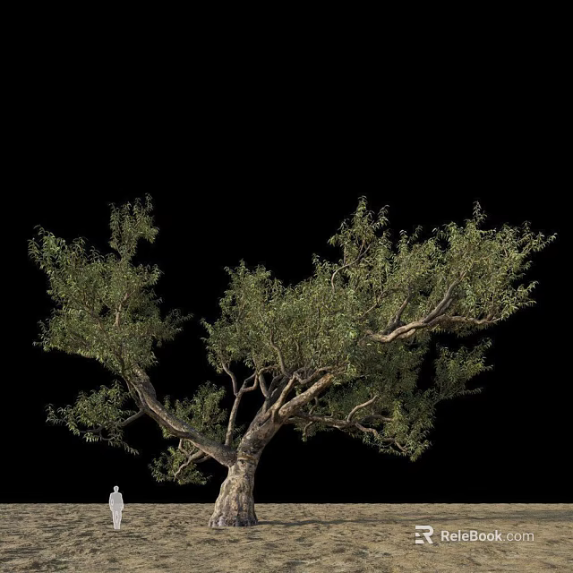 Tall Tree With Lush Green Leaves And Natural Branch Structure Isolated On Black 3d model 