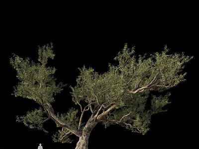 Tall Tree With Lush Green Leaves And Natural Branch Structure Isolated On Black 3d model