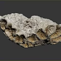 Detailed Human Organ Structure With Soft Hair Like Fibers And Textured Surface