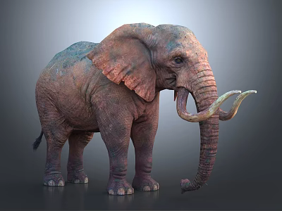African Elephant With Large Ears Long Tusks And Rough Skin Standing On Gray Background 3d model