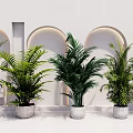 Various Types of Potted Houseplants in White Pots with Arched Background Wall