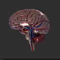 Human Brain Detailed 3D Anatomical Model Showing Vascular Network And Structural Features 3d model