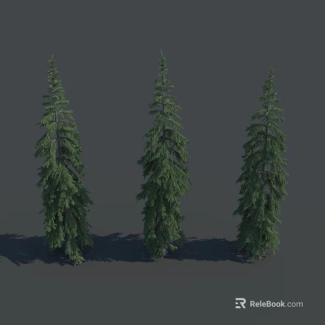 Three Tall Green Coniferous Spruce Trees With Dense Foliage And Shadow On Gray Background 3d model 