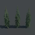 Three Tall Green Coniferous Spruce Trees With Dense Foliage And Shadow On Gray Background