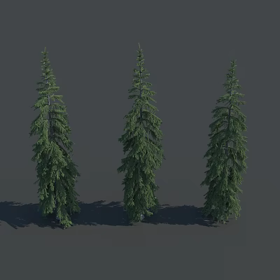Three Tall Green Coniferous Spruce Trees With Dense Foliage And Shadow On Gray Background 3d model