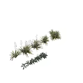 Various Green Leafy Herbaceous Plants With Different Foliage Shapes And Natural Growth