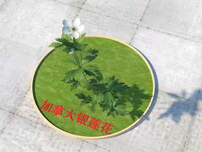 Canadian Anemone Plant With White Flower And Green Leaves On Circular Green Grass Base 3d model