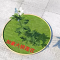 Canadian Anemone Plant With White Flower And Green Leaves On Circular Green Grass Base