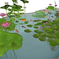 Aquatic Plants Lotus Flowers and Lily Pads in Stone Pond with Small Fish Swimming