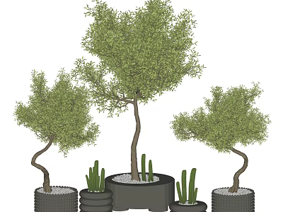 Lush Bonsai Potted Plants With Curved Tree Trunks Green Foliage And Cactus In Black Pots 3d model
