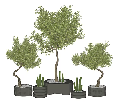 Lush Bonsai Potted Plants With Curved Tree Trunks Green Foliage And Cactus In Black Pots 3d model