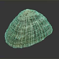 Natural Seashell With Ribbed Surface And Brown White Color Pattern