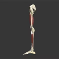 Detailed Human Leg Skeleton Model Showing Red Muscles And Anatomical Features
