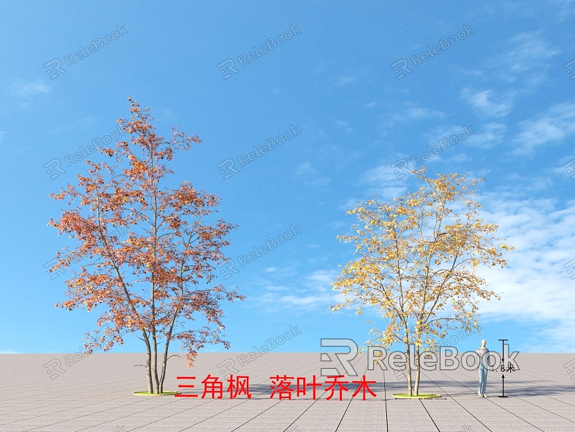 Maple deciduous trees plants model