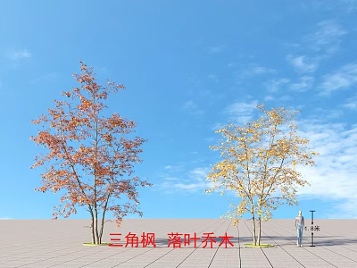 Maple deciduous trees plants 3d model