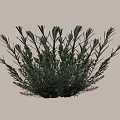 Lush Garden Shrub with Dense Foliage and Slender Silver Green Leaves